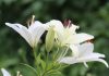 Thủ thuật trồng Huệ trắng nở đẹp khiến dân tình nức nở