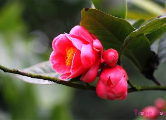 Hoa hải đường đỏ