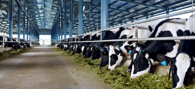 Mỗi giai đoạn phát triển của bò sữa sẽ có những tiêu chuẩn chăm sóc nhất định