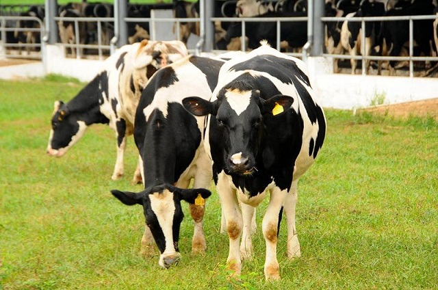 Việc lựa chọn bò sữa giống đóng vai trò quan trọng quyết định sản lượng sữa thu được