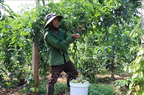 Châu Thành Mô hình xen canh rau màu trong vườn cây ăn trái gia tăng thu  nhập
