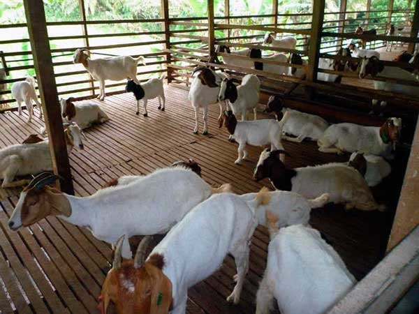 Diện tích chuồng nuôi dê phụ thuộc vào số lượng đàn dê