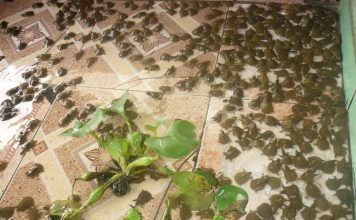 Chia Sẻ Kỹ Thuật Nuôi Ba Ba Lớn Nhanh – Ít Bệnh