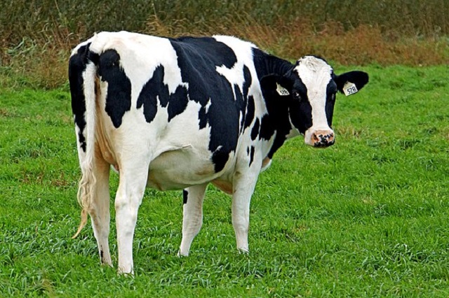 Lựa chọn bò sữa giống bà con nên quan tâm đến ngoại hình bò