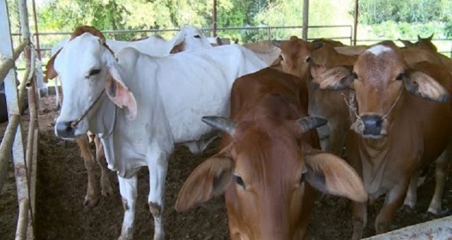 Hiện tại có nhiều giống bò nuôi lấy thịt