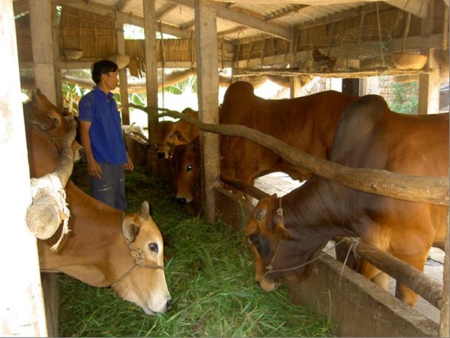 Chuồng trại nuôi bò cần được tính toán cẩn thận nhằm mang lại sự thuận tiện nhất trong quá trình chăm sóc