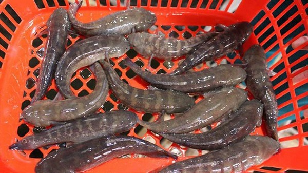Bệnh chướng hơi thường xuyên xuất hiện ở cá bống bớp vào mùa hè