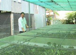 Mách Bạn Kỹ Thuật Nuôi Cà Cuống Đạt Sản Lượng Cao