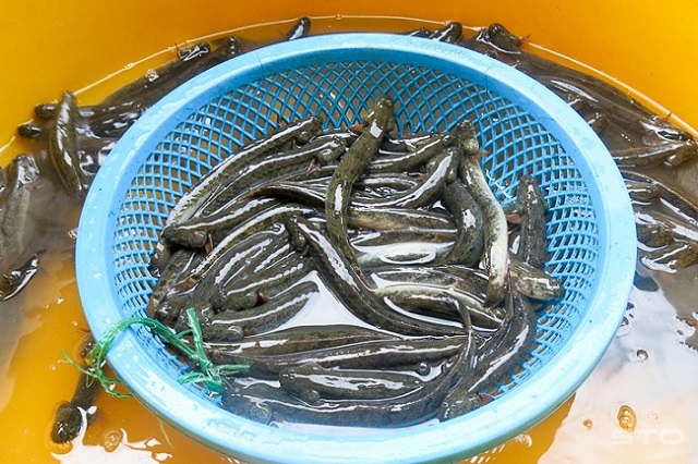 Trong quá trình thu hoạch cá kèo cần xả bớt nước trong ao nuôi