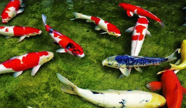 Hiện nay trên thị trường xuất hiện nhiều dòng cá Koi cảnh khác nhau mà bạn có thể nuôi