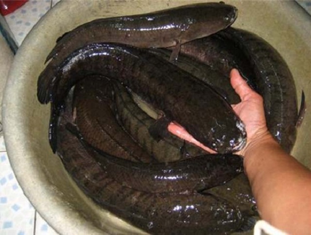 Việc khử trùng và xử lý mầm bệnh trong ao nuôi cá nên diễn ra định kỳ 1 tháng 1 lần