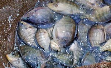 Kỹ Thuật Nuôi Cá Rô Phi Cho Sản Lượng Cao