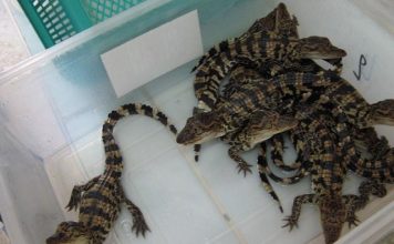 Kỹ Thuật Nuôi Cá Sấu Chi Tiết Đảm Bảo An Toàn