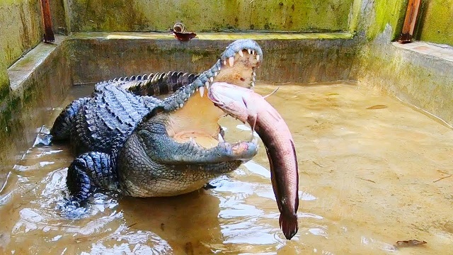Cá sấu thường sẽ ăn cá biển, thịt gà…