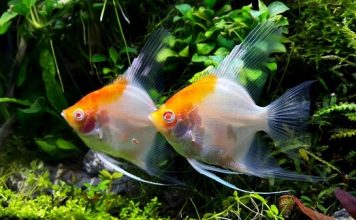 Kỹ Thuật Nuôi Cá Thần Tiên Giúp Cá Sinh Trưởng Tốt