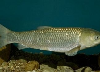 Kỹ Thuật Nuôi Cá Trắm Cỏ Thu Về Lợi Nhuận Cao