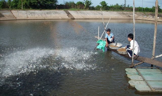 Mỗi loại cá nuôi trong bể xi măng sẽ có chế độ dinh dưỡng khác nhau