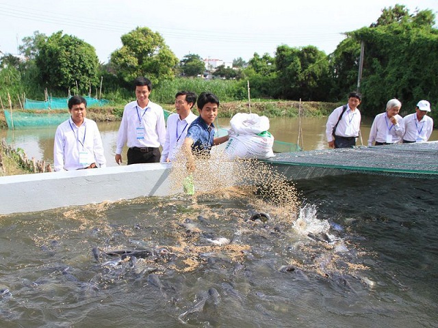 Hiện tại có nhiều loại cá có thể nuôi trong bể xi măng