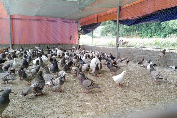Chuồng nuôi là hệ thống không thể thiếu để quy trình nuôi chim bồ câu đạt chuẩn