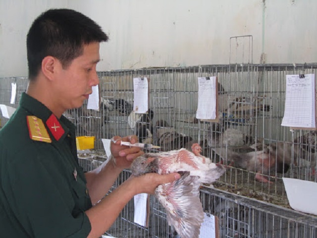 Chim bồ câu cần được kiểm tra sức khỏe định kỳ để phòng trừ bệnh kịp thời