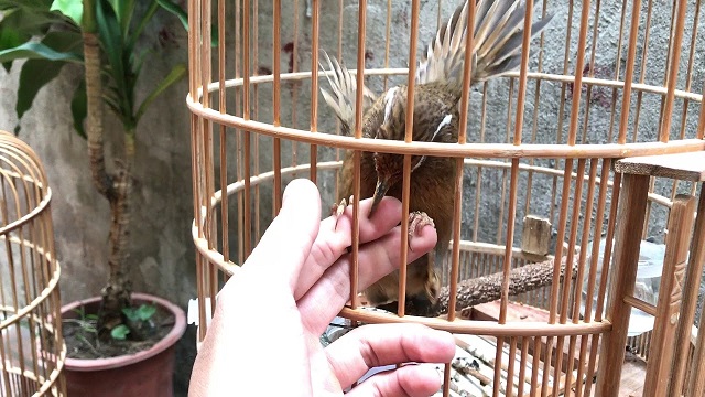Lồng chim hoạ mi giá rẻ - Siêu Thị Lồng Chim | Hanoi