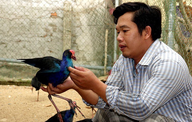 Kỹ thuật nuôi chim trĩ xanh. Thức ăn cho chim trĩ xanh