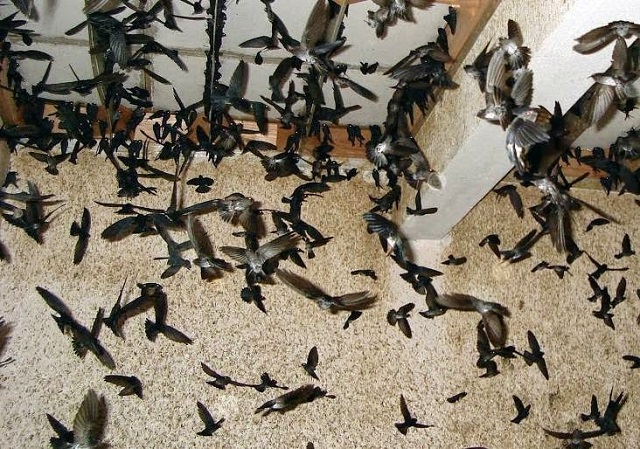 Khảo sát chim yến là bước quan trọng không thể bỏ qua trong kỹ thuật nuôi chim yến