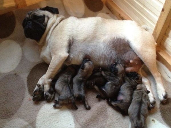 Chó pug mới sinh cần được bú mẹ sớm nhất