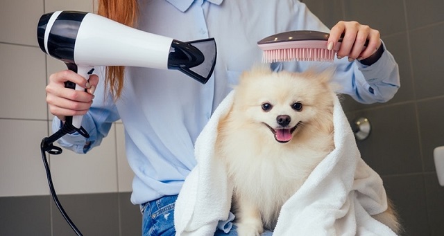 Bạn nên tỉa lông và tắm cho chó Phốc thường xuyên vào mùa nắng nóng