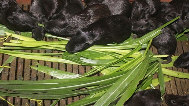 Chồn nhung đen có thể xem là loài ăn tạp vì thức ăn của chúng rất phong phú