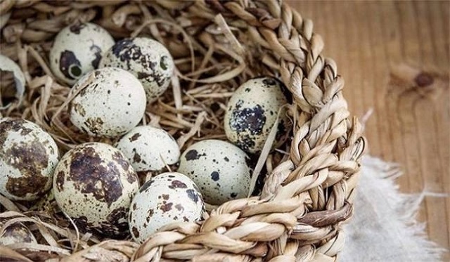 Thông thường chim cút được khoảng 60 ngày tuổi sẽ bắt đầu đẻ lứa trứng đầu tiên