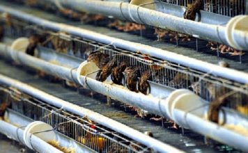 Kỹ Thuật Nuôi Cút Đẻ Và Cút Thịt Có Gì Đặc Biệt?