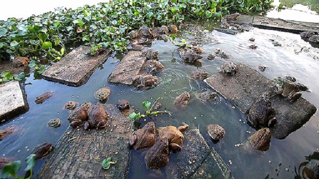 Thay nước trong bể ếch định kỳ giúp tạo môi trường tốt nhất để ếch sinh trưởng