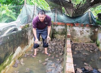 Kỹ Thuật Nuôi Ếch Trong Bể Xi Măng Đơn Giản – Hiệu Quả