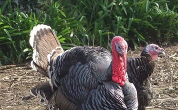 Chia Sẻ Những Điều Đáng Chú Ý Nhất trong Kỹ Thuật Nuôi Gà Lôi