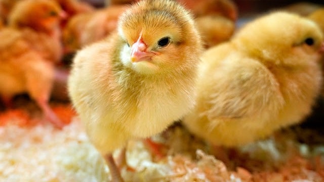 Lựa chọn gà giống cho mô hình nuôi gà thả vườn quyết định đến năng suất