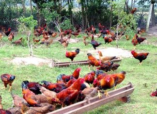 Năng Suất Cao Với Kỹ Thuật Nuôi Gà Thả Vườn Chuẩn