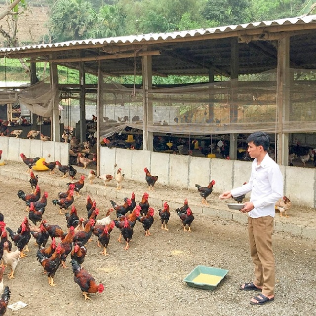 Việc chuẩn bị chuồng trại trong nuôi gà thả vườn là không thể bỏ qua