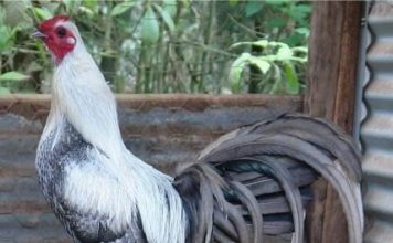 Kỹ Thuật Nuôi Gà Tre Đá Đơn Giản Nhất