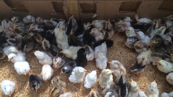 Chuẩn bị chuồng nuôi để đảm bảo môi trường sống thuận lợi nhất cho gà sinh trưởng