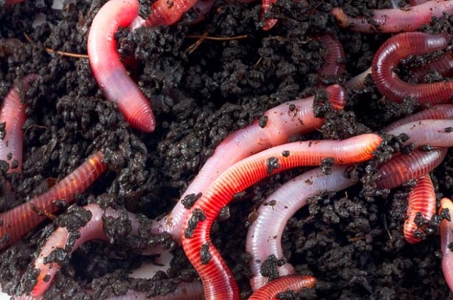 Nếu trong luống nuôi giun đất có kiến thì bạn cần tìm cách diệt trừ càng nhanh càng tốt
