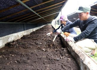 Kỹ Thuật Nuôi Giun Quế Đạt Chuẩn Đem Lại Năng Suất Cao