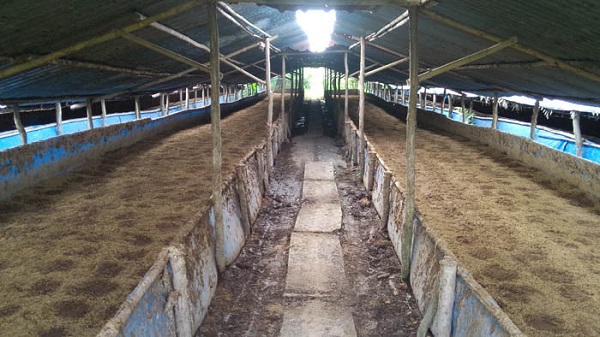   Chu trại nuôi giun quế phải xây dựng ở nơi thoáng mát, giữ ẩm tốt, không ứ đọng nước