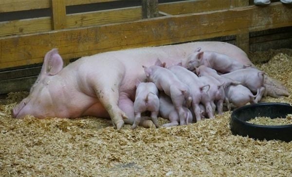 Lợn nái sau khi sinh cần được chăm sóc vệ sinh và cho ăn đúng cách