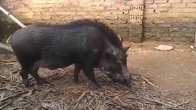 Lợn rừng nái phải không có các dấu hiệu khuyết tật