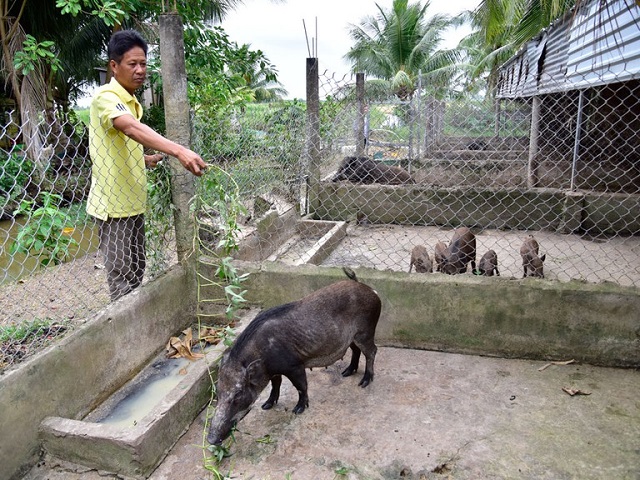 Trong mô hình nuôi lợn rừng cần xây dựng đầy đủ máng ăn và máng uống nước