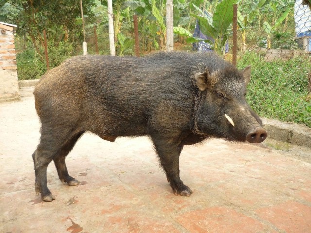 Lựa chọn lợn rừng đực phải đảm bảo các yếu tố như đầu thanh, mõm dài, lông bồm dựng, trông dữ tướng, tính hăng cao