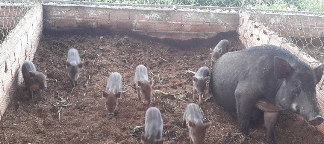 Nơi nuôi lợn rừng phải đảm bảo cao rao, thoát nước tốt
