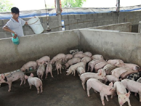 Lợn thị hiện nay được lai tạo khá nhiều giống nên việc lựa chọn dễ dàng hơn