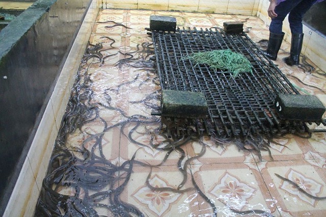 Việc xây dựng bể xi măng nuôi lươn không bùn cần đảm bảo đúng quy cách, tiêu chuẩn